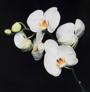 Stem of white orchids with yellow centers, against a black background.