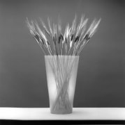 Wheat in vase, centered on table.