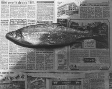 Fish, 1985