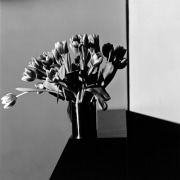 Tulips in a vase