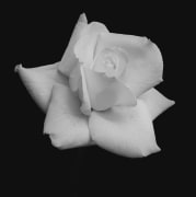 Single white rose.