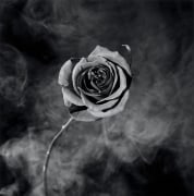 A rose with smoke in the background.