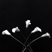 Five calla lilies against a black background. One extends straight upward from the bottom center of the image with the other four stems crossing over it to either side.