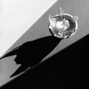 Orchid in small bowl with a large shadow.