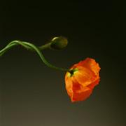 Orange poppy extending to the right across a green background.