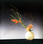 Green, orange, and pink flower arrangement extending out of a small white round vase against a shadowy background.