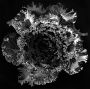 Bouquet of kale.