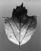 A single leaf.