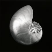 Pearl nautilus shell with a crystal brooch placed on it against a black background.