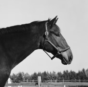 Portrait of a horse.