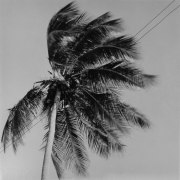 Palm tree in the wind.