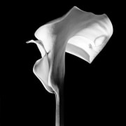One calla lily extending up towards top of image frame, petal curled to the right.
