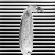 Ear of corn against black and white striped background.