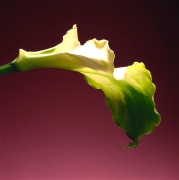 Calla lily against a gradient red background.