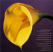 Calla Lily, 1987, Back Cover