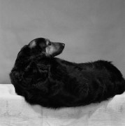 Dog reclining.