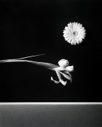 Iris and Zinnia, 1984