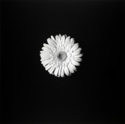 Close up of a flower set against a black background