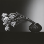 Parrot Tulips, 1988