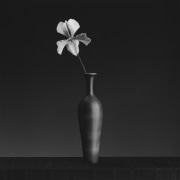 Orchid, 1988