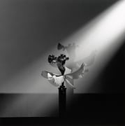 An orchid in a vase on a table. A light is cast over the flower from the top right