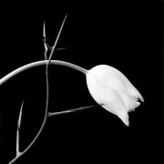 Tulip, 1985
