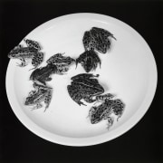 Eight frogs sitting on a plate.