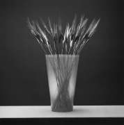 Wheat in vase, centered on table.