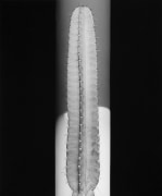Cactus, 1987