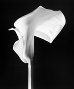 One calla lily extending up towards top of image frame, petal curled to the right.
