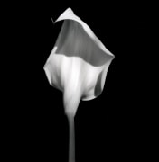Close up of a calla lily centered against a black background and turned to hide the inside of the flower.