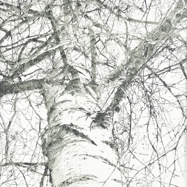 Helen Altman