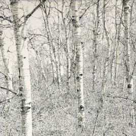 Helen Altman
