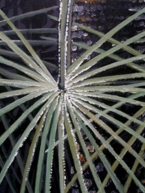 Rajan Krishnan PLANT FROM THE GROVE BY THE RIVER 4 2011 Acrylic on canvas 84 x 60 in.