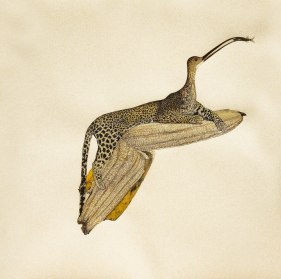 Avishek Sen  Honeymoon Within, 2016  Water based medium on paper  21.50h x 22w in