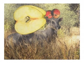 Avishek Sen, Untitled (Cow and Apples), 2014, Watercolor and collage on print, 12.50 x 17 in