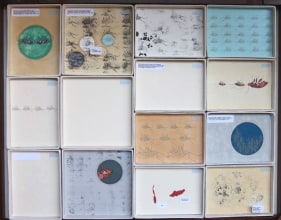 Tazeen Qayyum TEST ON A SMALL AREA BEFORE USE IV 2007 Opaque watercolor, entomology pins and labels on wasli (prepared paper) in wooden display case 20 x 16 x 2 in.