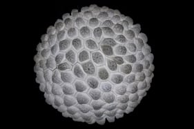 Abdullah M. I. Syed  Nurun 'ala Nur (Light Upon Light), 2015  Hand-stiched white crouched taqiyah (skullcaps), LED light, Perspex dome and mirror  Dimensions variable