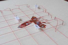 Tazeen Qayyum TEST ON A SMALL AREA BEFORE USE III 2007 Opaque watercolor, entomology pins, labels and cotton thread on wasli (prepared paper) in wooden display case 20 x 16 x 2 in.