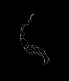 Marcy Chevali  Undertow Series (3), 2019  Flame worked glass  10h x 19.25w in