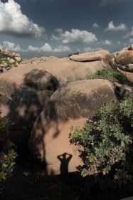 Raghu Rai TREES 2 2009 Digital scan of photographic negative on archival paper, 30 X 20 in.