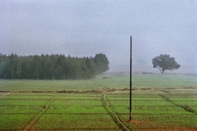 Raghu Rai TREES 1 2004 Digital scan of photographic negative on archival paper 20 x 30 in