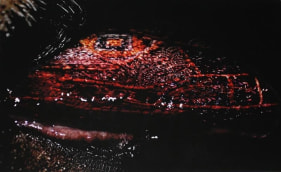 Vidya Kamat BIRTH. MARKS 25 2008 Digital print on archival paper 36 x 44 in. (Ed. of 6)