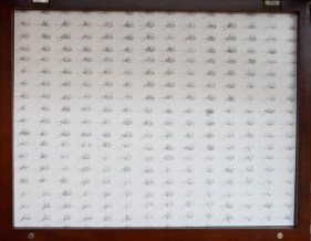 Tazeen Qayyum TEST ON A SMALL AREA BEFORE USE I 2007 Entomology pins and phototransfer on wasli (prepared paper) in wooden display case 20 x 16 x 2 in.