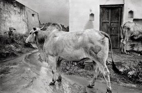 Raghu Rai STILLED BY THE RAIN, GURGAON 2000 Digital scan of photographic negative on archival paper 20 x 30 in.