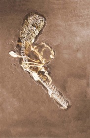 Imran Hossain Piplu THE UTOPIAN MUSEUM (2) 2011 Digital print on archival paper 55 x 36 in.