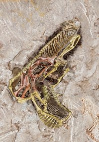 Imran Hossain Piplu THE UTOPIAN MUSEUM (4) 2011 Digital print on archival paper 40 x 28 in.