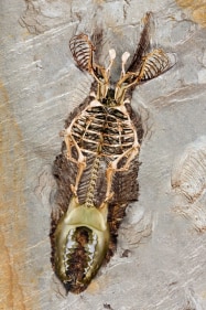 Imran Hossain Piplu THE UTOPIAN MUSEUM (3) 2011 Digital print on archival paper 55 x 36 in.