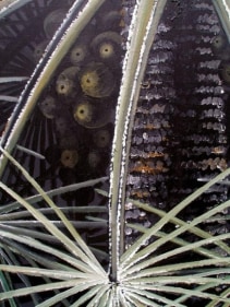 Rajan Krishnan PLANT FROM THE GROVE BY THE RIVER 4 2011 Acrylic on canvas 84 x 60 in.