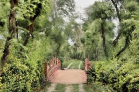 Raghu Rai BREEZY TREES 2009 Digital scan of photographic negative on archival paper 20 x 30 in.
